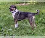 Small #18 Australian Kelpie-Border Collie Mix