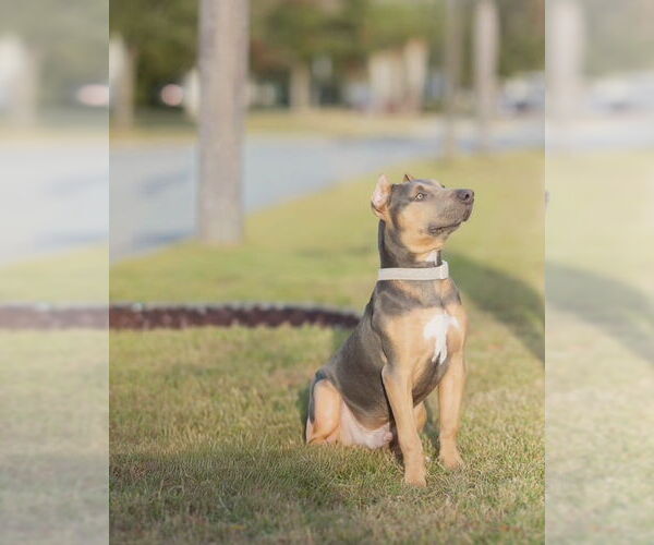 Medium Photo #4 American Bulldog Puppy For Sale in Orlando, FL, USA