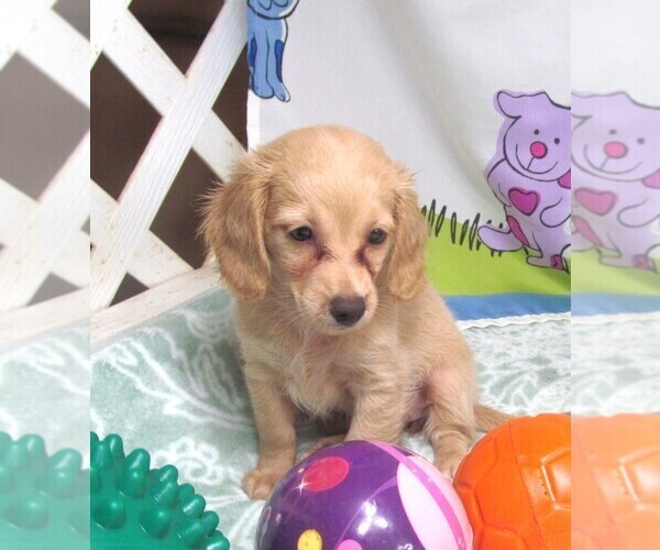 Medium Photo #3 Chiweenie Puppy For Sale in RATTAN, OK, USA