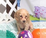 Small #2 Chiweenie