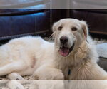 Small #1 Great Pyrenees