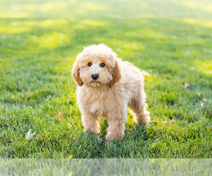 Poodle (Miniature) Puppy for sale in SHIPSHEWANA, IN, USA