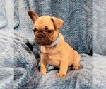Small Photo #4 French Bulldog Puppy For Sale in WINDYVILLE, MO, USA