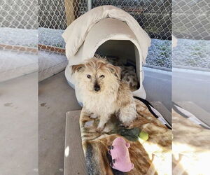 Mutt Dogs for adoption in Emmett, ID, USA