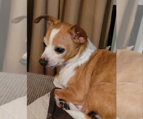 Medium Photo #1 Chihuahua Puppy For Sale in Rocky Mount, NC, USA