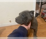 Small Photo #9 Cane Corso Puppy For Sale in SANTA ANA, CA, USA