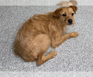 Dachshund-Unknown Mix Dogs for adoption in Pasadena, TX, USA