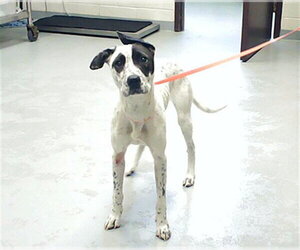 Pointer-Unknown Mix Dogs for adoption in Fayetteville, NC, USA