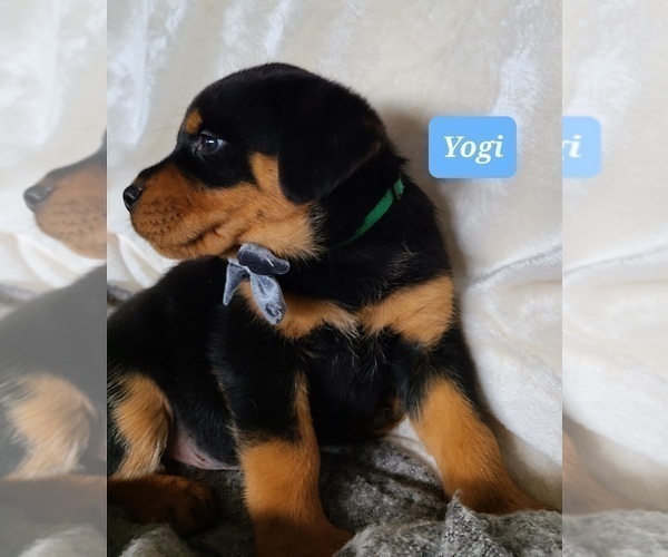 Medium Photo #7 Rottweiler Puppy For Sale in MIDDLEBURY, IN, USA