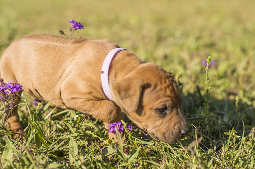 Medium Photo #1 Rhodesian Ridgeback Puppy For Sale in LAGRANGE, GA, USA