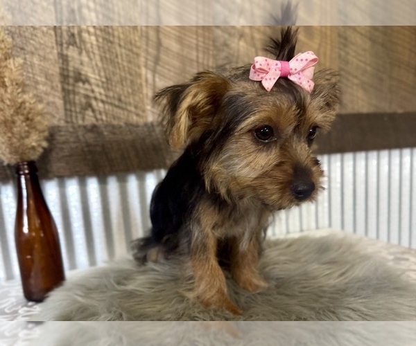 Medium Photo #2 Yorkshire Terrier Puppy For Sale in NAPPANEE, IN, USA
