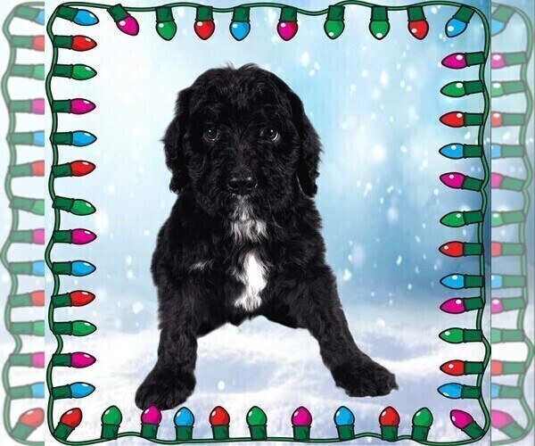 Medium Photo #29 Bernedoodle Puppy For Sale in BLACK FOREST, CO, USA