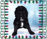 Small Photo #29 Bernedoodle Puppy For Sale in BLACK FOREST, CO, USA
