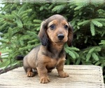 Small #1 Dachshund