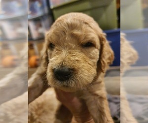Goldendoodle Puppy for sale in DANVILLE, IN, USA