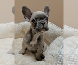 French Bulldog Puppy for sale in VALPARAISO, IN, USA