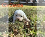 Puppy Cocoa Great Pyrenees