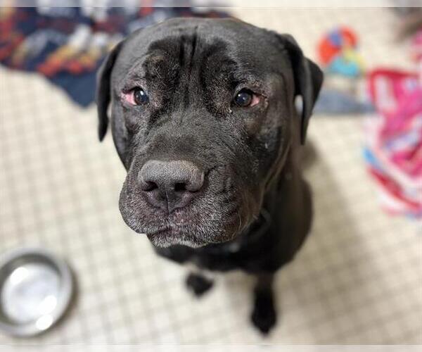 Medium Photo #1 Mastiff Puppy For Sale in Denver, CO, USA