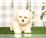 Small #2 Zuchon