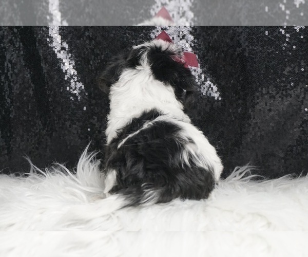 Medium Photo #6 YorkiePoo Puppy For Sale in WARSAW, IN, USA