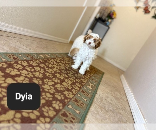 Medium Photo #8 Poovanese Puppy For Sale in TUCSON, AZ, USA