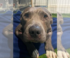 Bunny - Adopt Me! - Female American Staffordshire Terrier-Unknown Mix Dog for Adoption - Photo #5