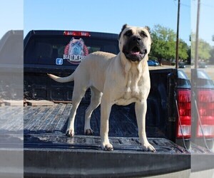 Mother of the Presa Canario puppies born on 02/29/2024