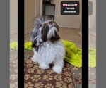 Small #2 Havanese