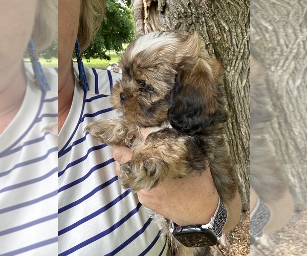Medium Photo #13 Schweenie Puppy For Sale in BATTLE CREEK, MI, USA