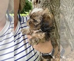 Small #12 Schweenie