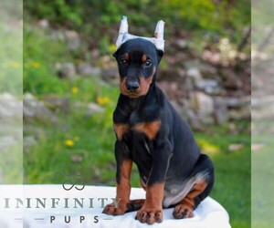 Doberman Pinscher Puppy for sale in NEWMANSTOWN, PA, USA