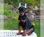 Small Doberman Pinscher