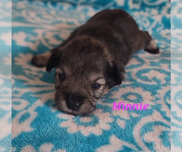 Medium Photo #1 Schnauzer (Miniature) Puppy For Sale in MCARTHUR, CA, USA