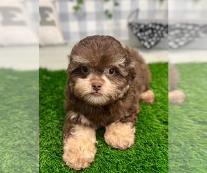 Shih-Poo Puppy for sale in MARIETTA, GA, USA