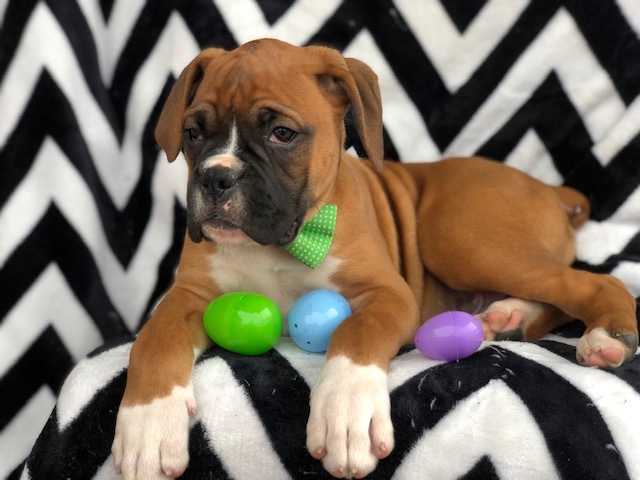 Medium Photo #10 Boxer Puppy For Sale in EAST EARL, PA, USA
