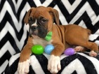Small Photo #10 Boxer Puppy For Sale in EAST EARL, PA, USA