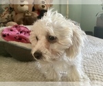 Small Photo #17 Zuchon Puppy For Sale in RENO, NV, USA