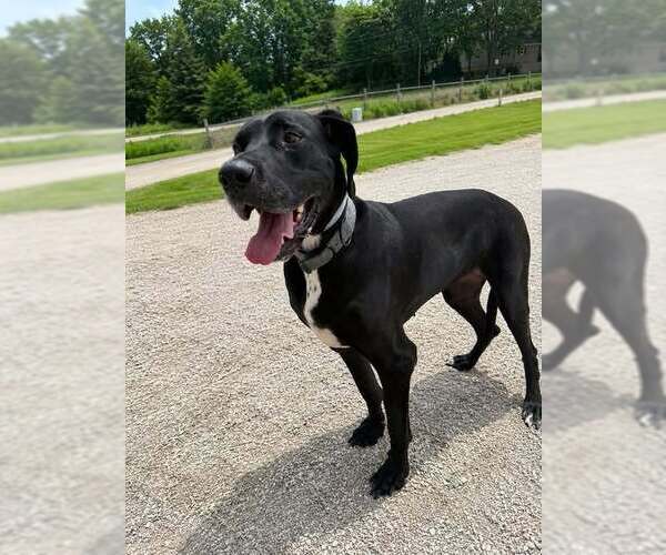 Medium Photo #4 Great Dane Puppy For Sale in Evansville, IN, USA