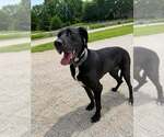 Small #3 Great Dane