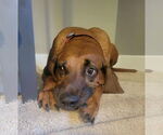 Small #5 Redbone Coonhound Mix