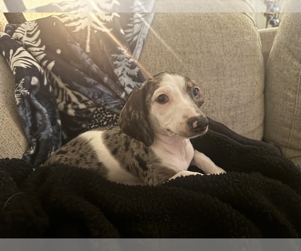 Medium Photo #3 Dachshund Puppy For Sale in PATTERSON, CA, USA