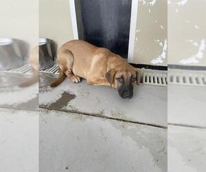 American Pit Bull Terrier-Unknown Mix Dogs for adoption in Sugar Land, TX, USA