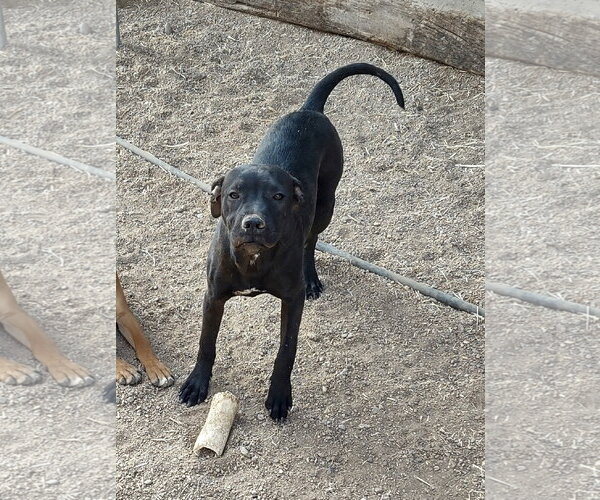Medium Photo #6 American Staffordshire Terrier-Labrador Retriever Mix Puppy For Sale in Golden Valley, AZ, USA