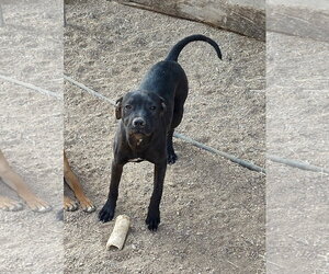 Axle - Male American Staffordshire Terrier-Labrador Retriever Mix Dog for Adoption - Photo #6