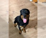 Small #6 Rottweiler Mix