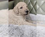 Puppy Biscuit Poodle (Standard)