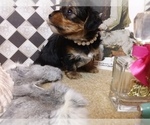 Small Photo #12 Yorkshire Terrier Puppy For Sale in AUSTIN, TX, USA