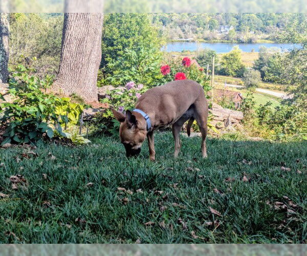 Medium Photo #13 German Shepherd Dog-Saluki Mix Puppy For Sale in Sebec, ME, USA