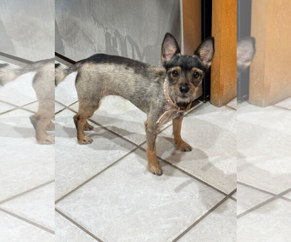 Medium Photo #1 Mutt Puppy For Sale in Morganville, NJ, USA