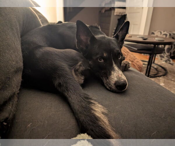 Medium Photo #4 Mutt Puppy For Sale in Shelburne, VT, USA